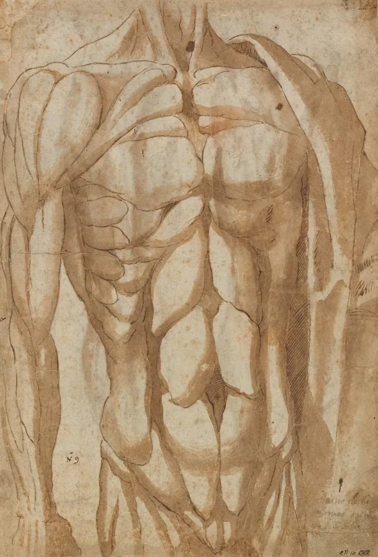 Study Of A Flayed Torso Verso