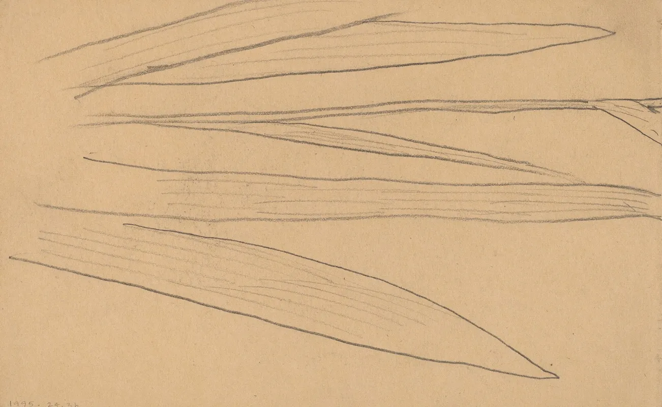 Study Of A Flower Verso
