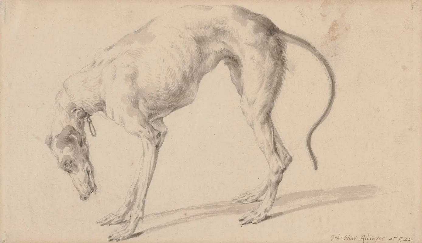 Study Of A Greyhound