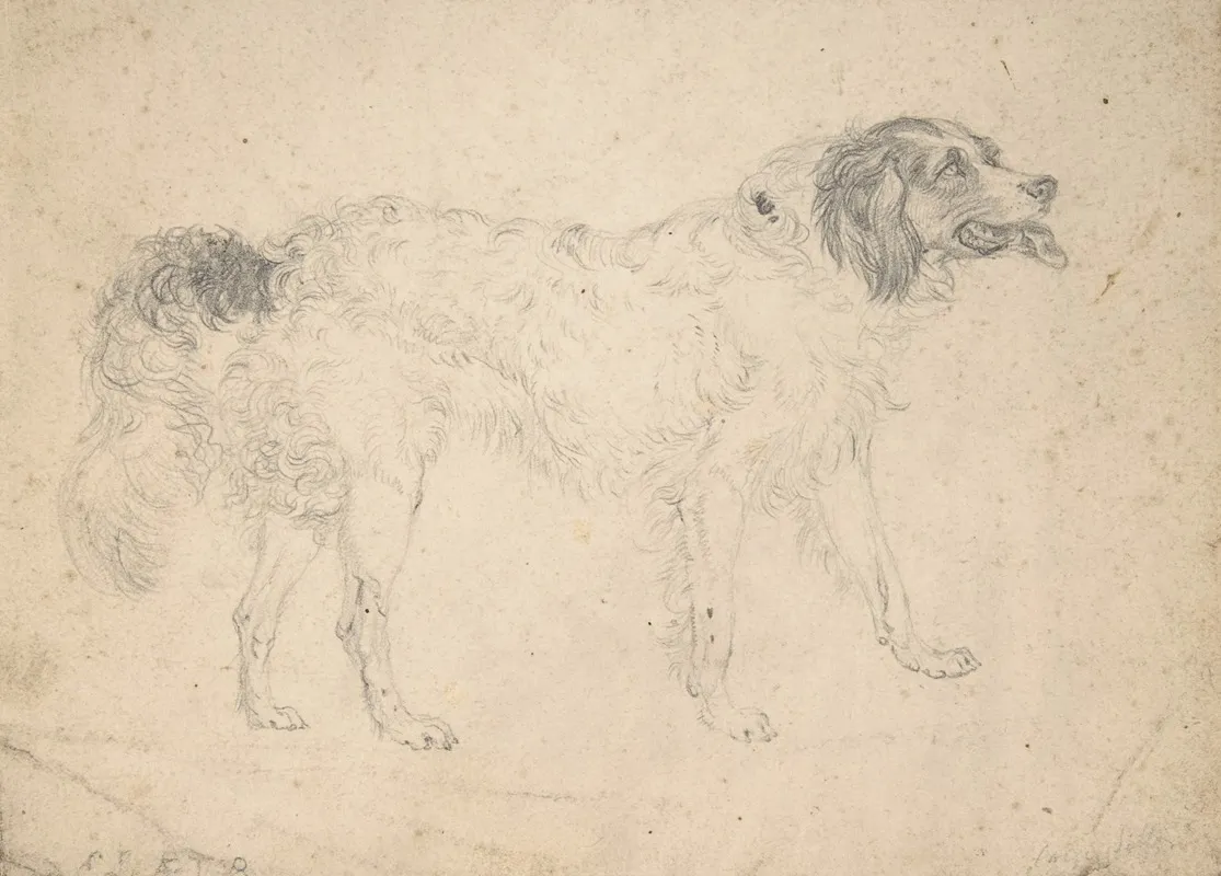 Study Of A Herding Dog Facing Right