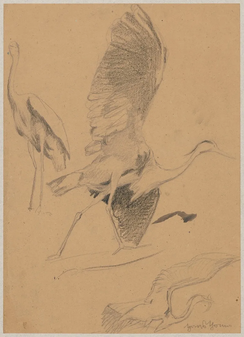 Study Of A Heron