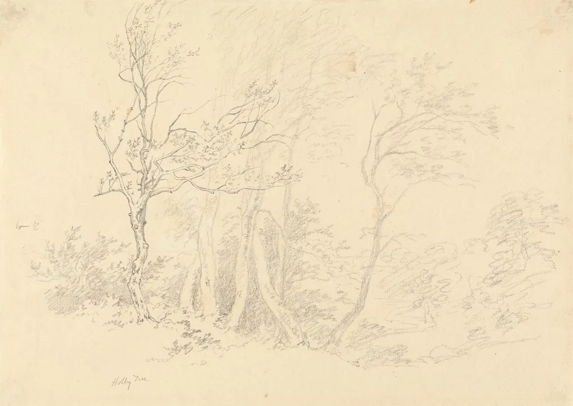 Study Of A Holly Tree
