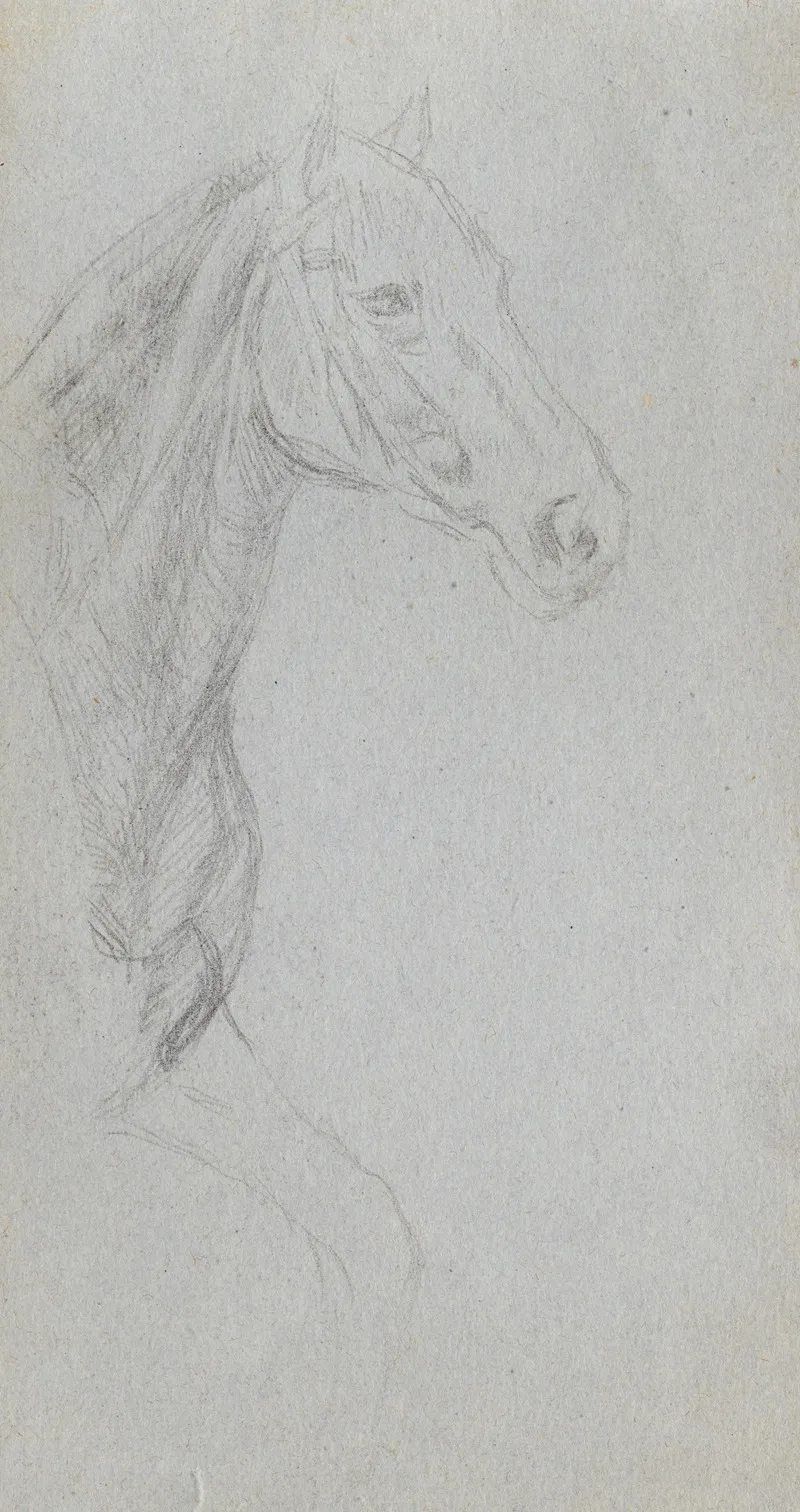 Study Of A Horse 10