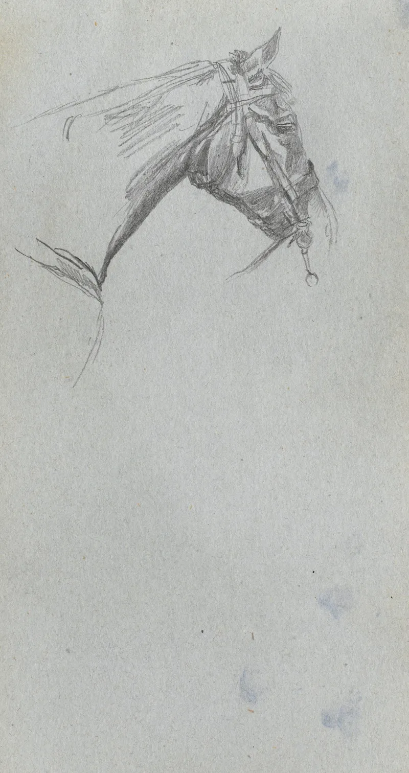 Study Of A Horse 3 2