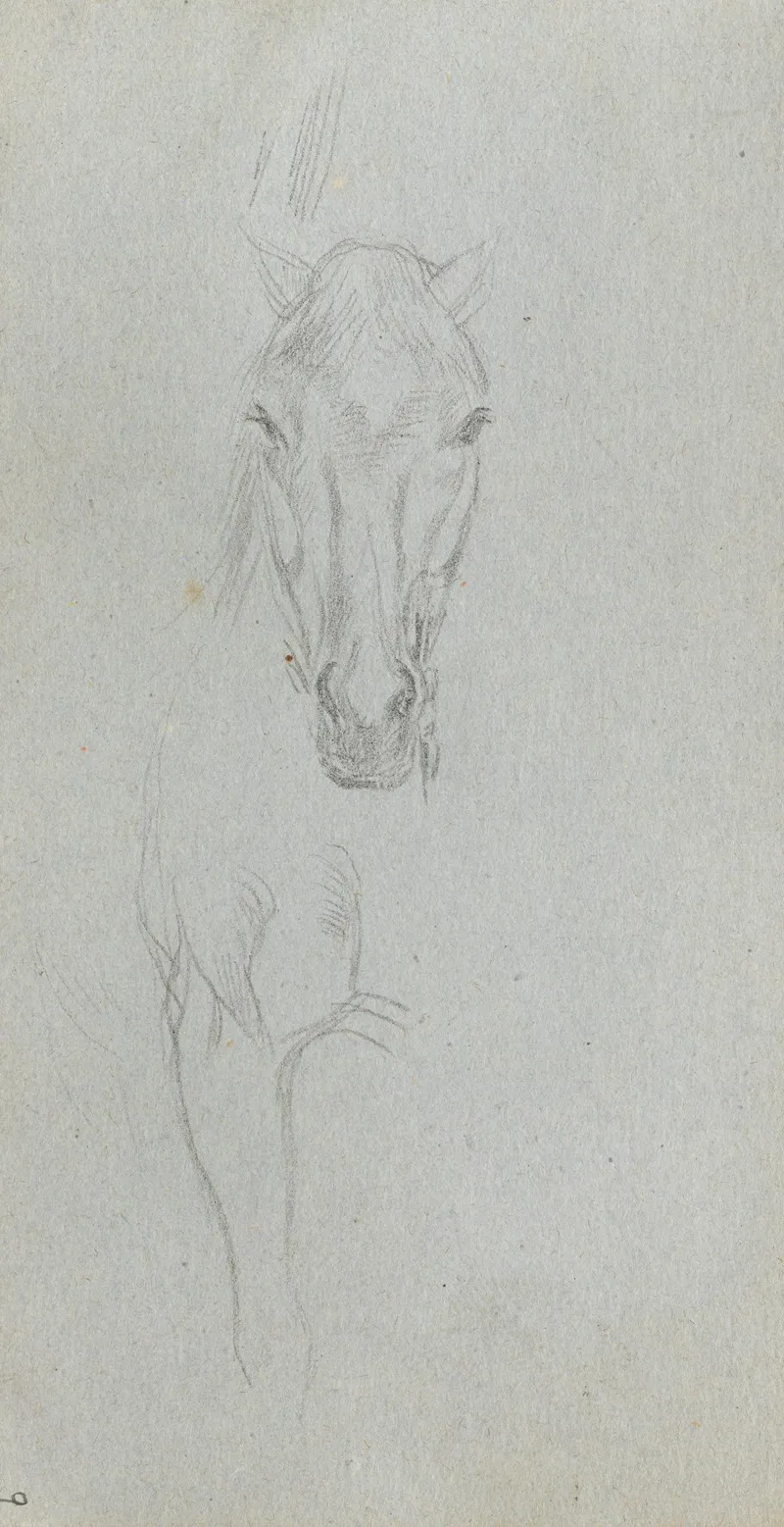 Study Of A Horse 5 2