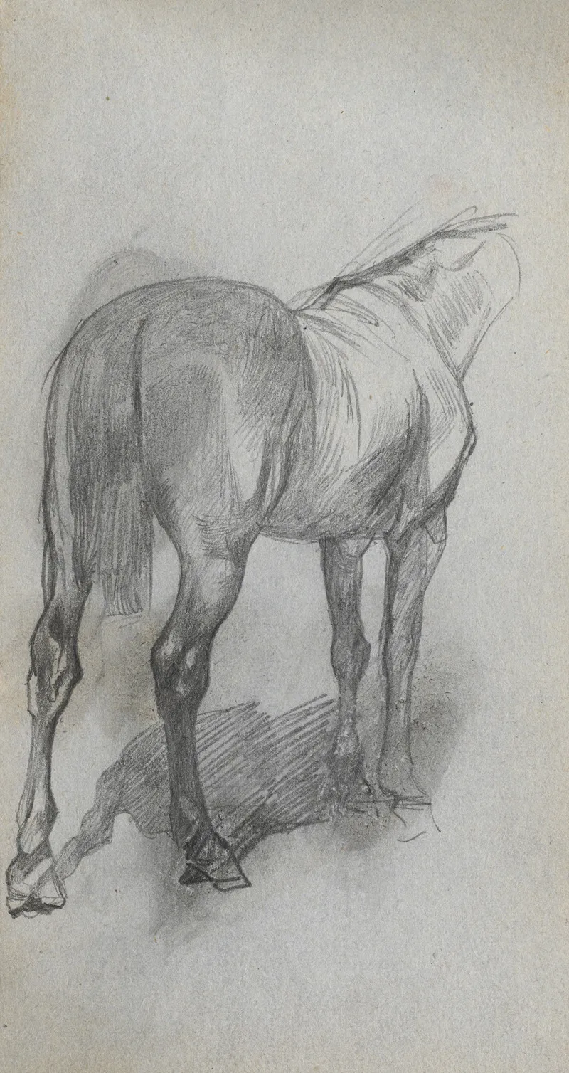 Study Of A Horse 6 2