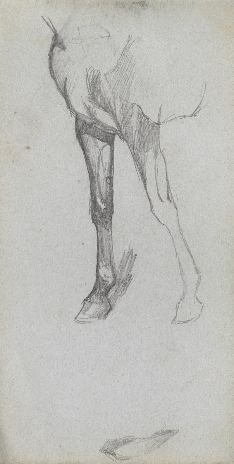 Study Of A Horse 9