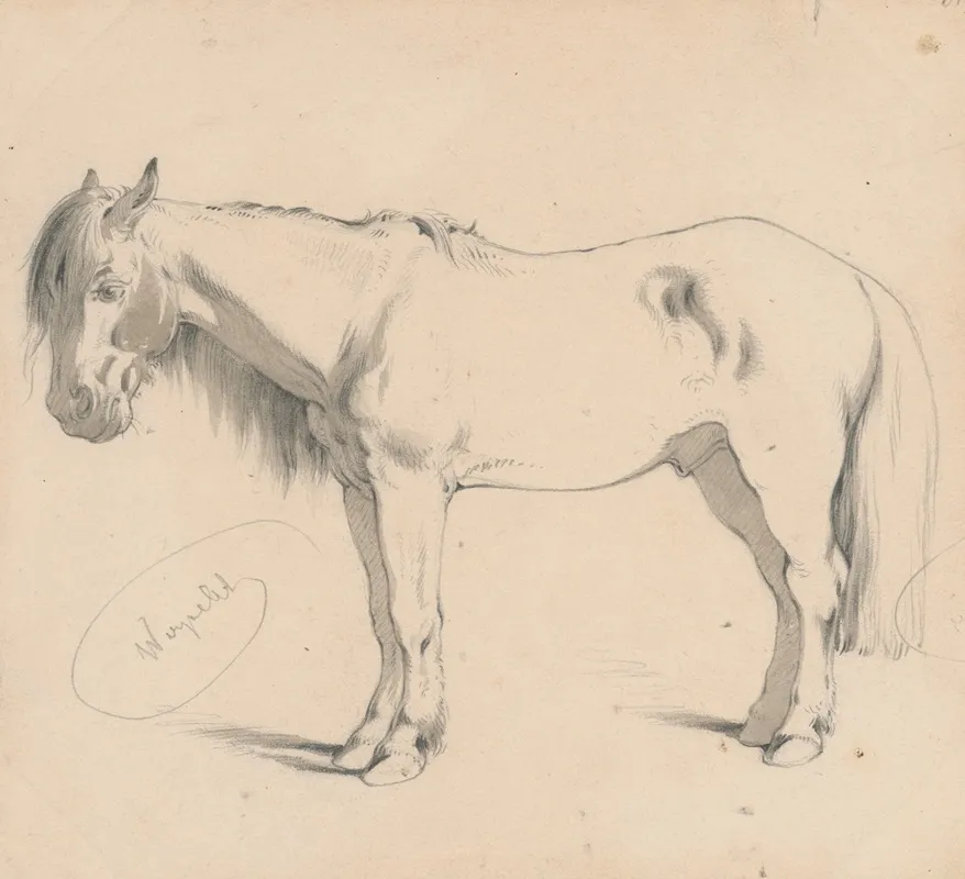 Study Of A Horse With Long Mane Ii by Friedrich Carl von Scheidlin - Canvas Print