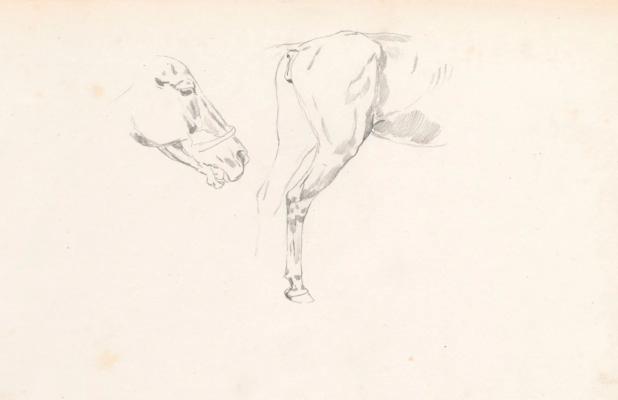 Study Of A Horses Head And Back