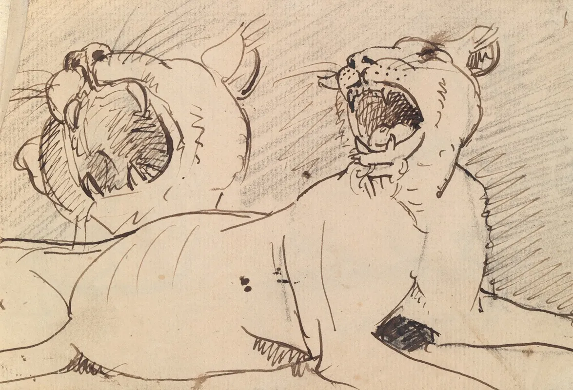Study Of A Lioness 2