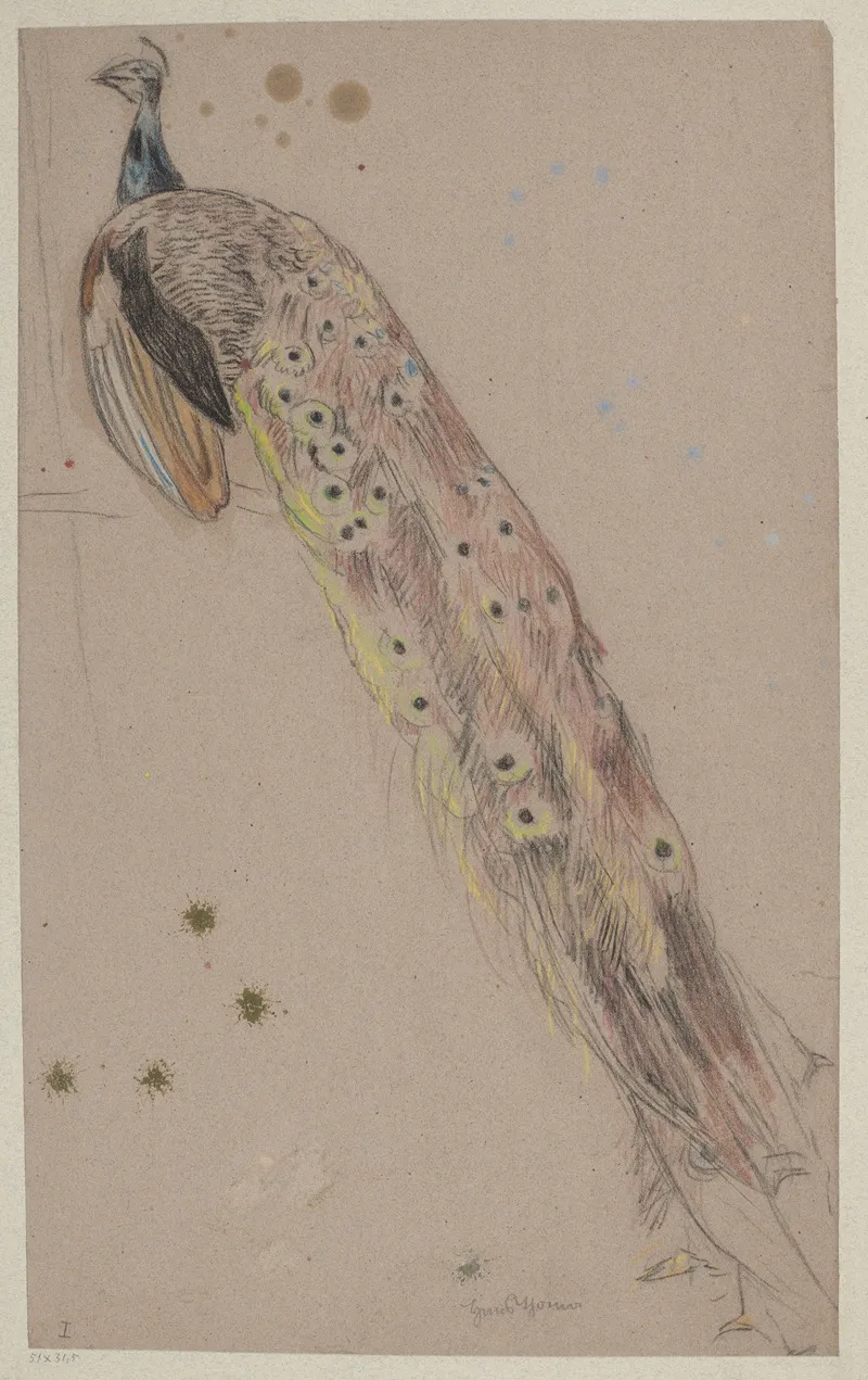 Study Of A Peacock