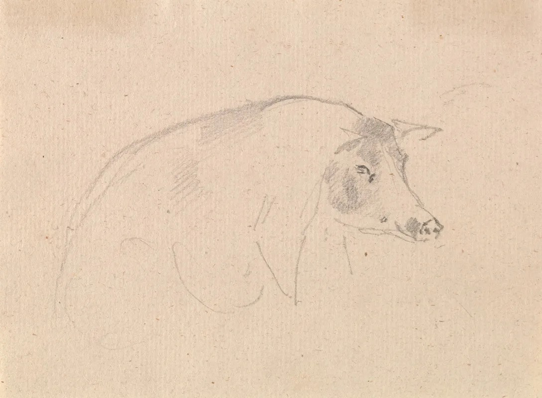 Study Of A Pig