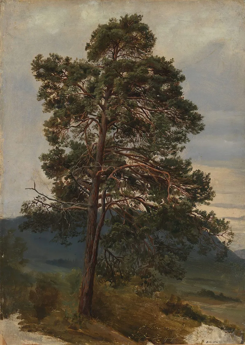 Study Of A Pine Tree