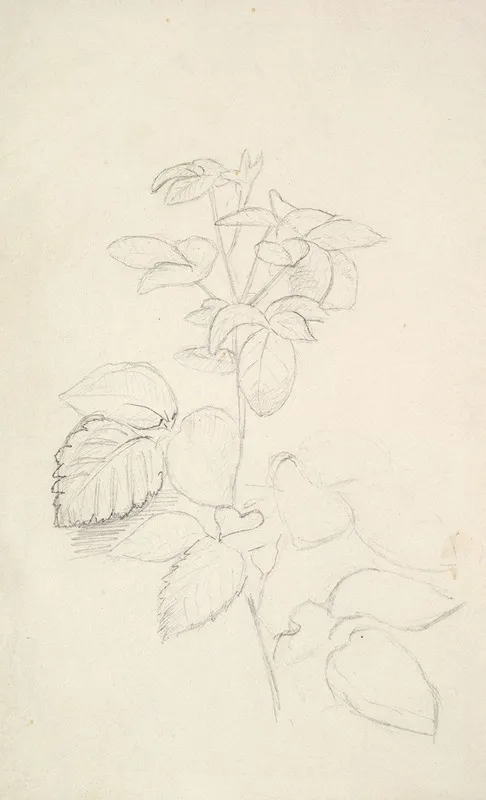 Study Of A Plant 2 by George Richmond - Canvas Print