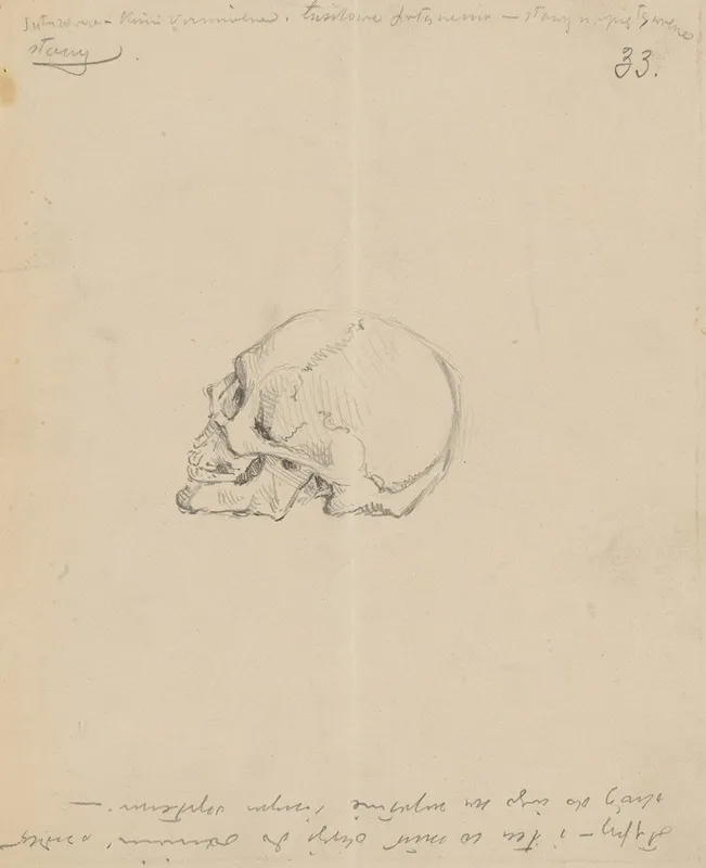 Study Of A Skull 2