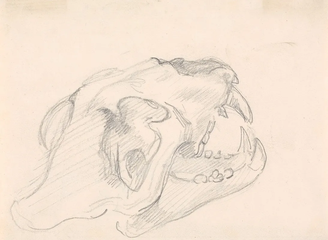 Study Of A Skull 3