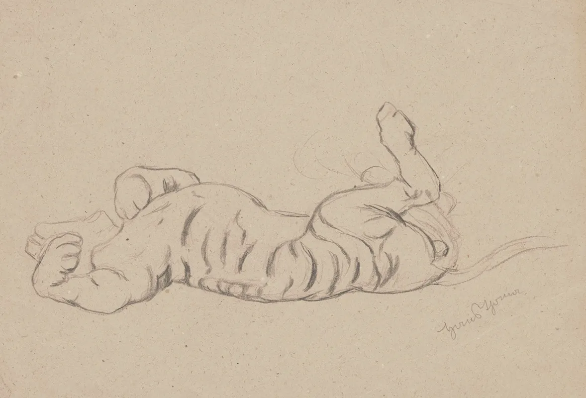 Study Of A Stretching Tiger
