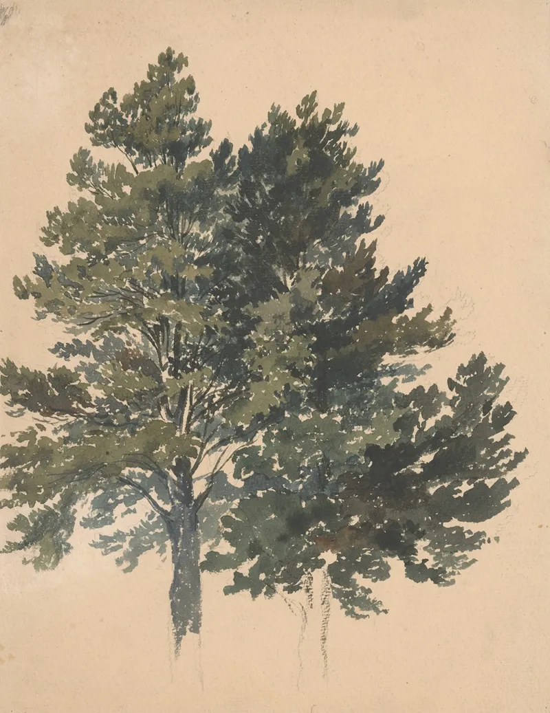 Study Of A Treetop by Friedrich Carl von Scheidlin - Canvas Print