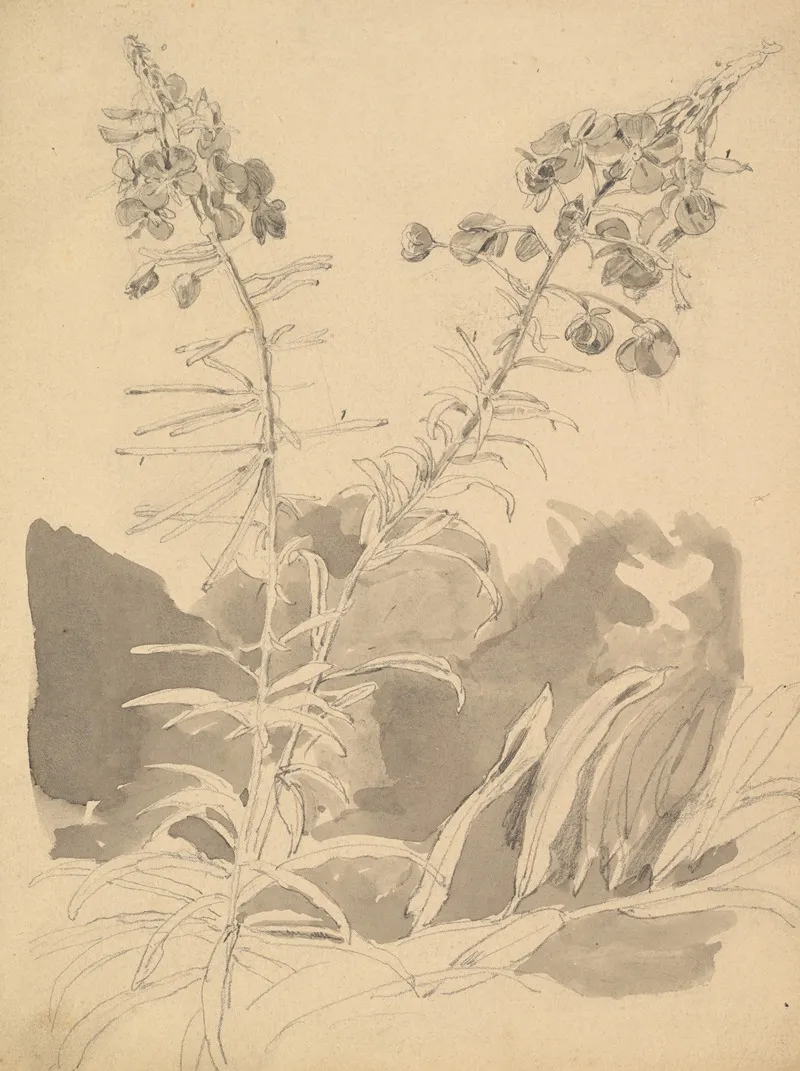 Study Of A Willowherb by Carl Gustav Carus - Canvas Print
