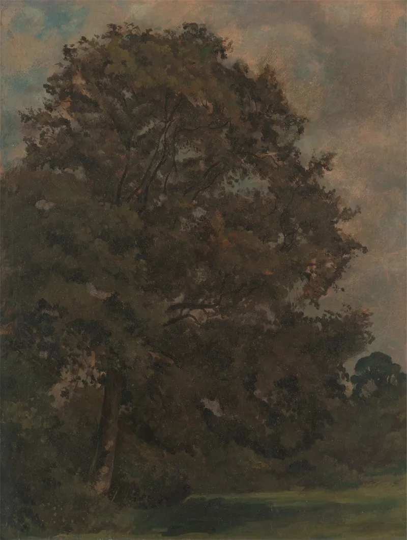 Study Of An Ash Tree 2 by Lionel Constable - Canvas Print
