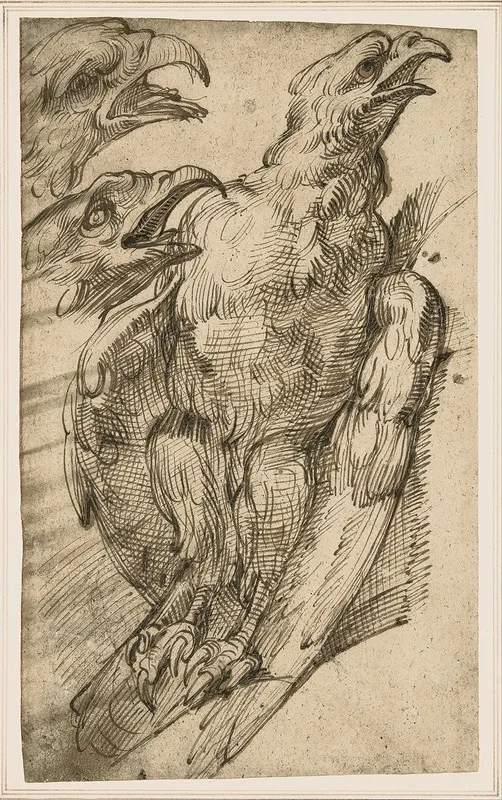 Study Of An Eagle