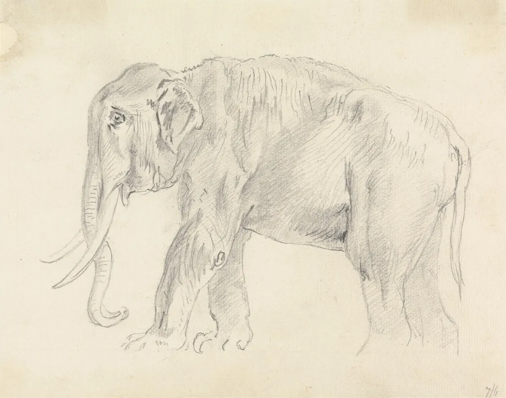 Study Of An Elephant 2