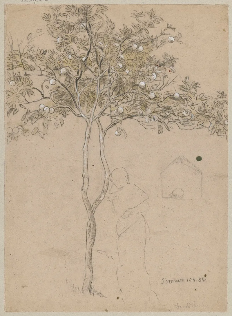 Study Of An Orange Tree From The Vicinity Of Sorrento Contour Of A Female