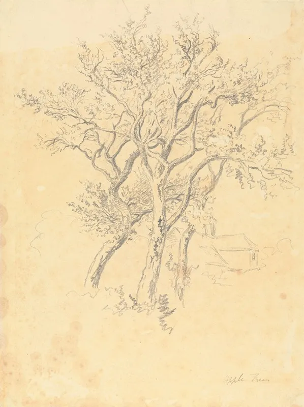 Study Of Apple Trees by Robert Hills - Canvas Print