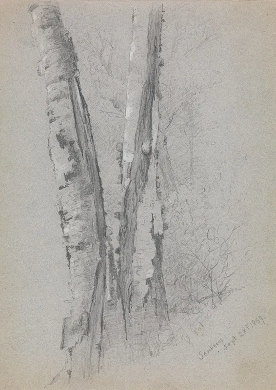 Study Of Birch Trunks Scribners