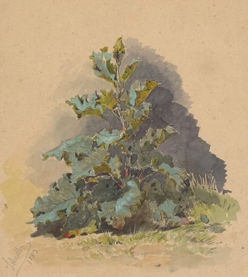 Study Of Broadleaved Plant by Friedrich Carl von Scheidlin - Canvas Print