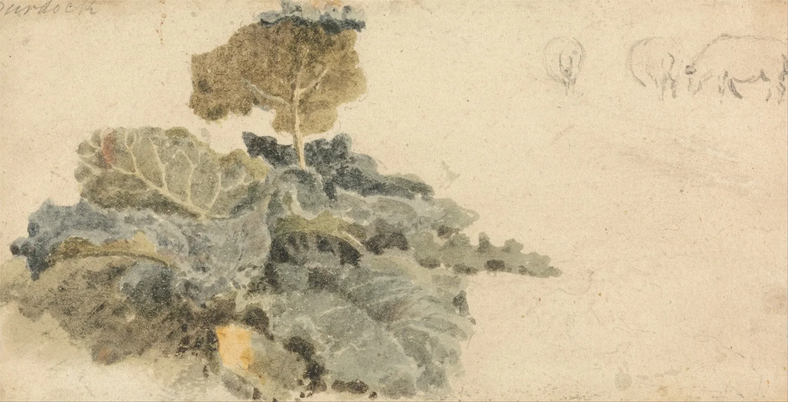 Study Of Burdocks by Peter DeWint - Canvas Print