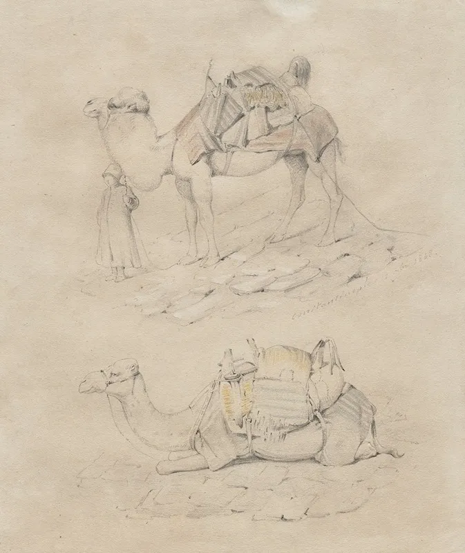Study Of Camels
