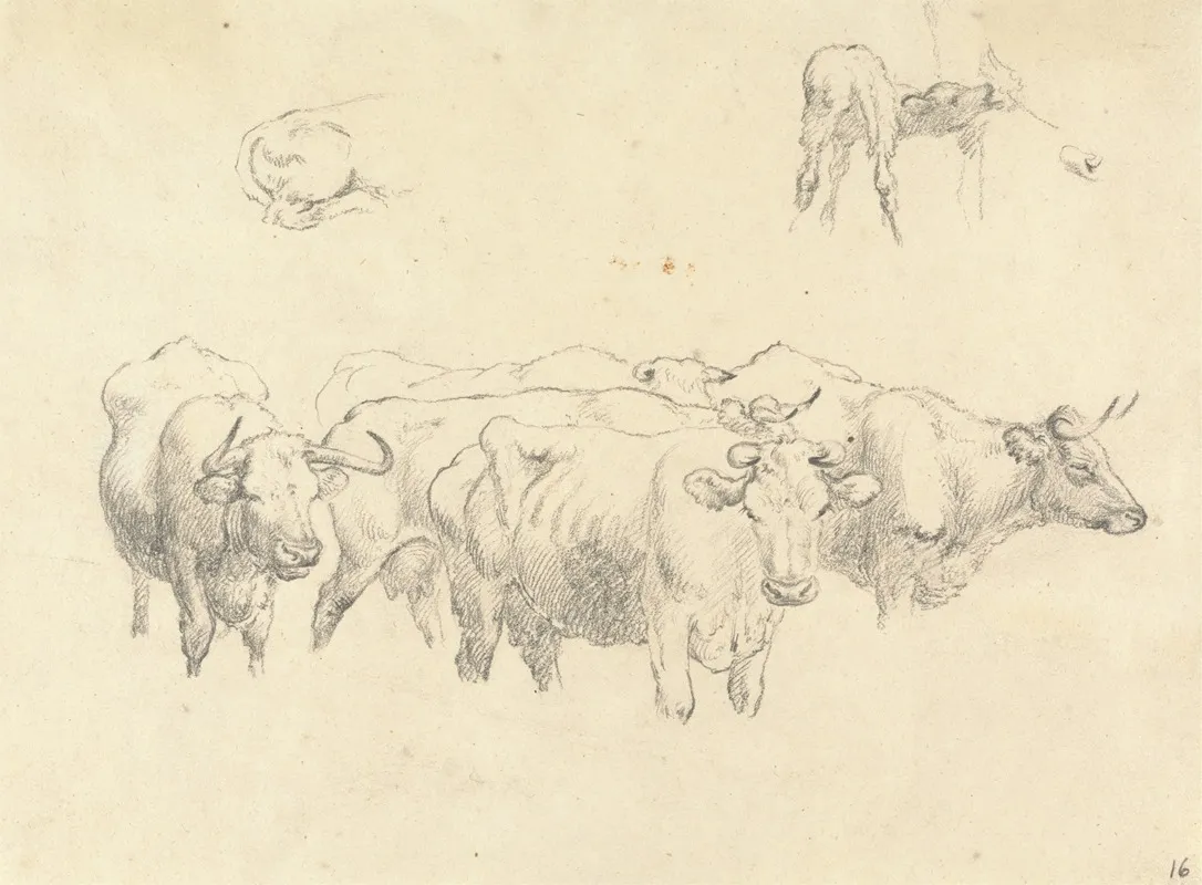 Study Of Cows With Calf
