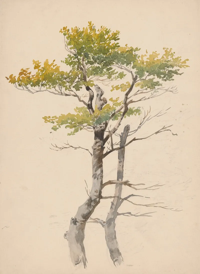Study Of Deciduous Tree by Friedrich Carl von Scheidlin - Canvas Print