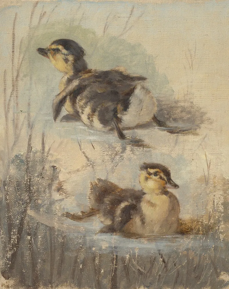 Study Of Ducks On The Water Ii by Friedrich Carl von Scheidlin - Canvas Print
