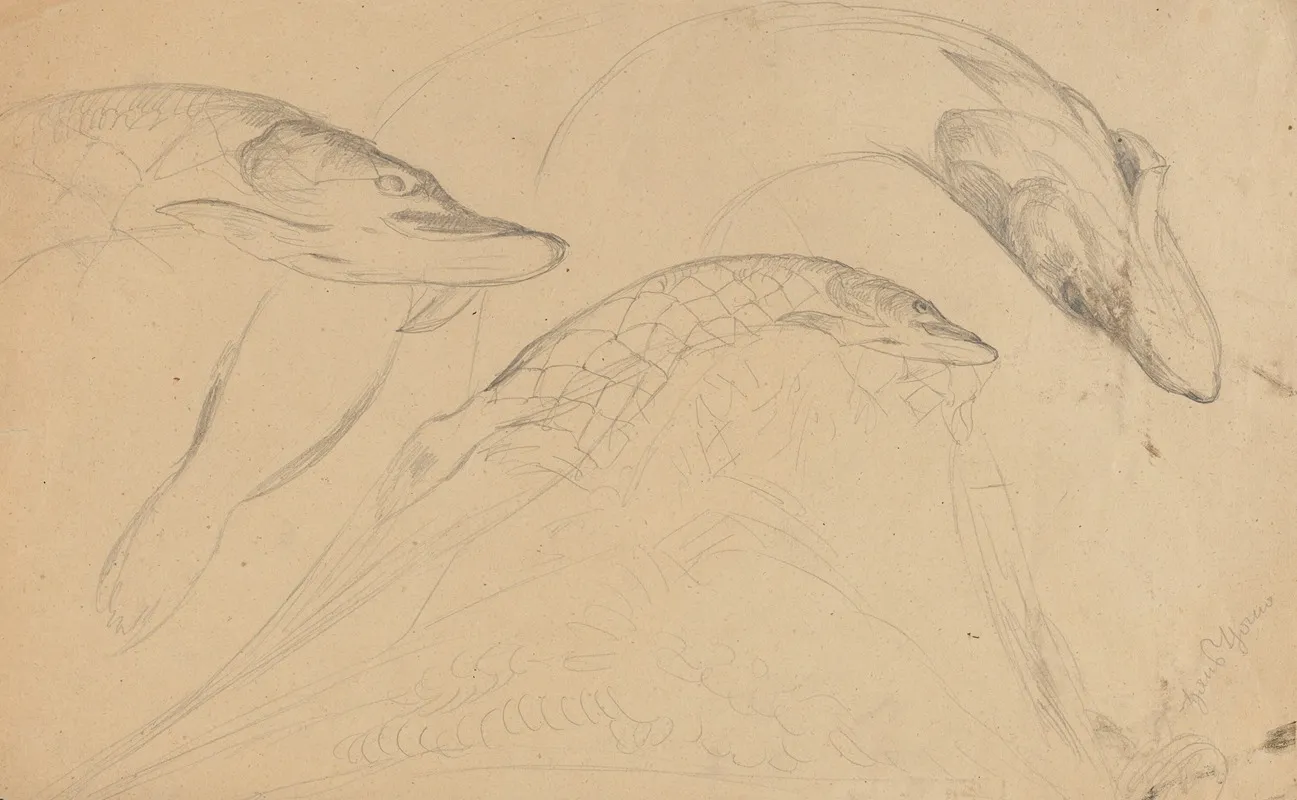 Study Of Fish Pikes