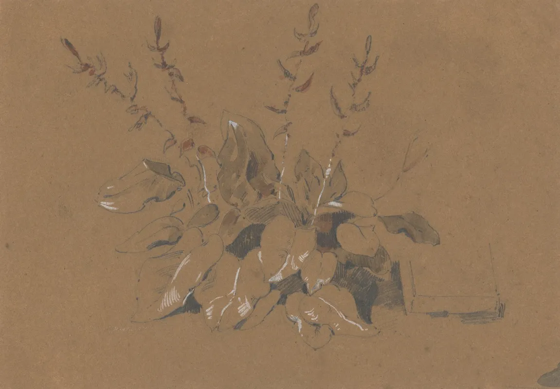 Study Of Flowering Plant by Friedrich Carl von Scheidlin - Canvas Print