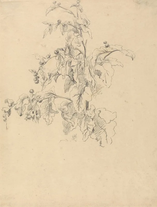 Study Of Foliage