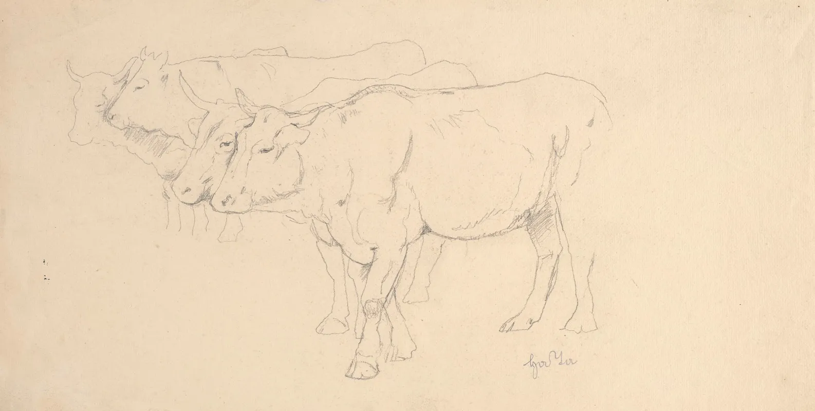 Study Of Four Cows Walking