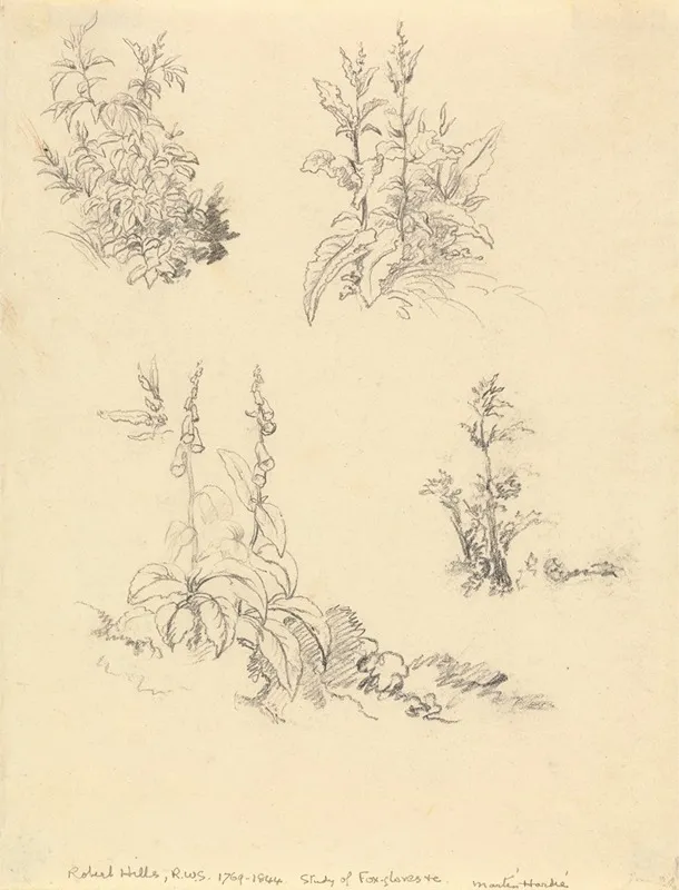 Study Of Foxgloves