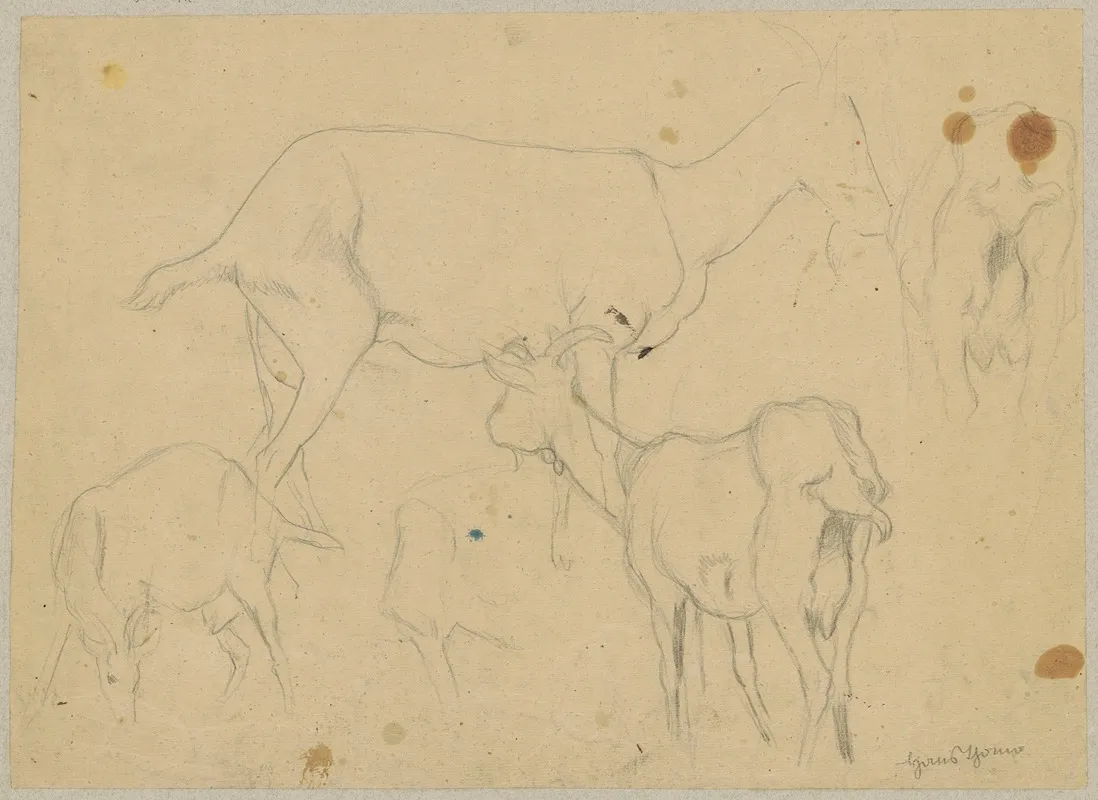 Study Of Goats 3