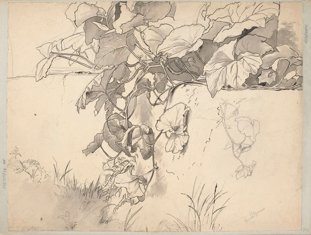 Study Of Ivy 2
