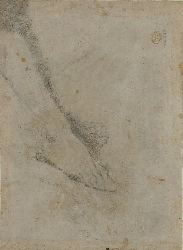 Study Of Lower Leg And Right Foot