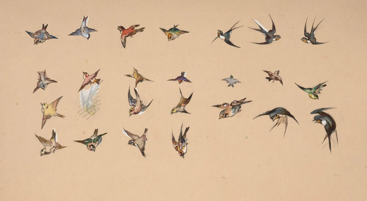 Study Of Polychrome Birds