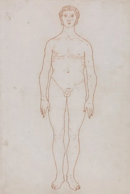 Study Of The Human Figure Anterior View