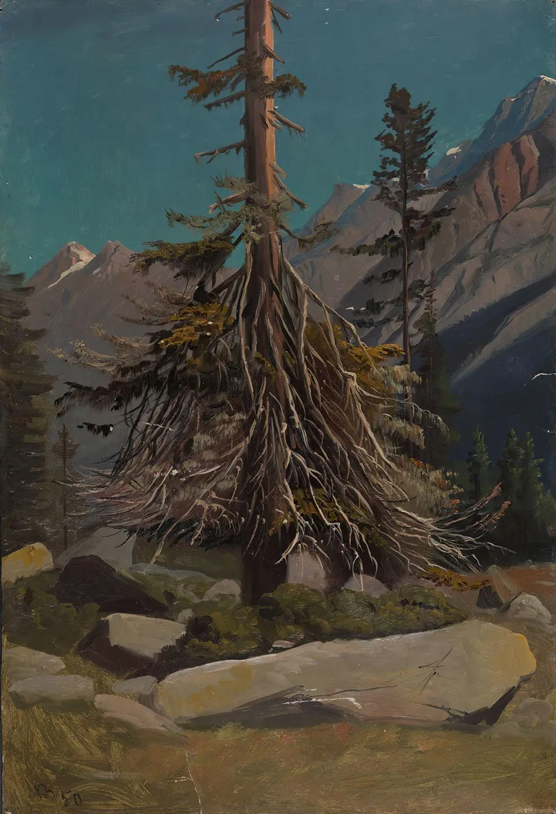 Study Of Trees In The Alps