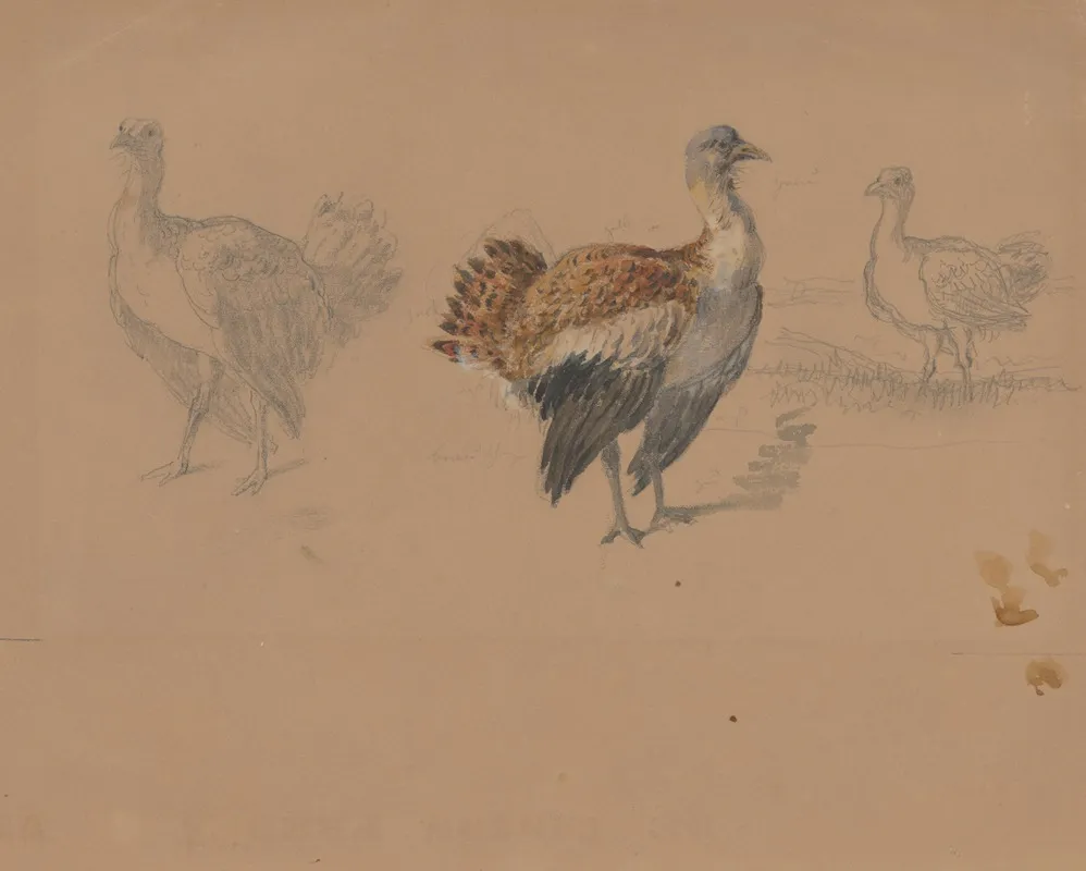 Study Of Turkeys 2 by Friedrich Carl von Scheidlin - Canvas Print