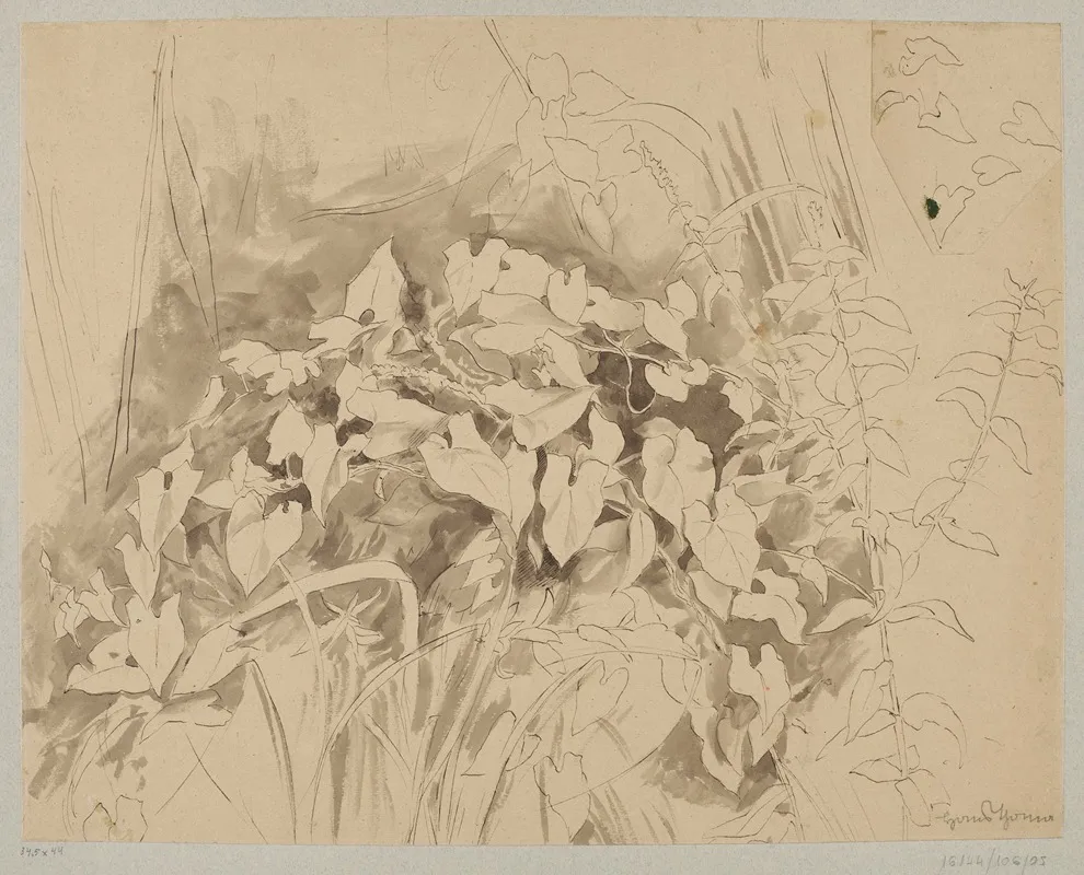 Study Of Vegetation 2