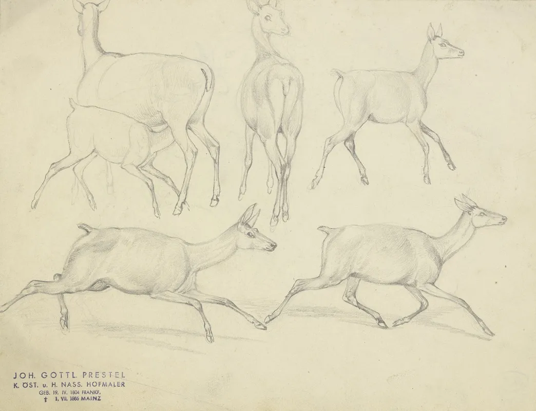 Study Sheet Chamois by Johann Erdmann Gottlieb Prestel - Canvas Print