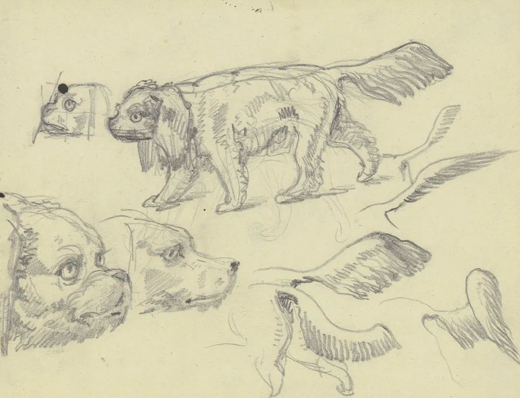 Study Sheet Dogs